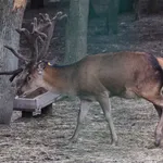 Red Deer