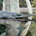 Gharial