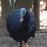 Helmeted Curassow