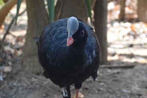 Helmeted Curassow