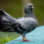 Rock Pigeon