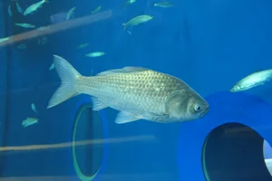 Japanese White Crucian Carp