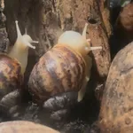 common African snail