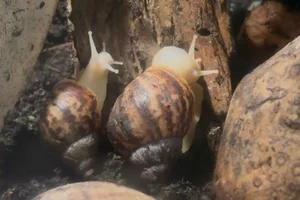 common African snail