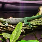 Emerald Monitor