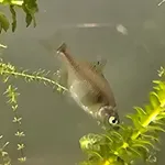 Metallic Bitterling