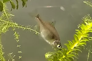 Metallic Bitterling