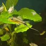 Montezuma Swordtail