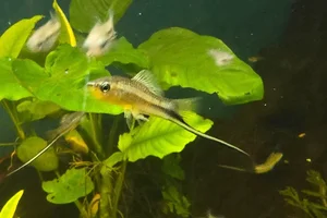 Montezuma Swordtail