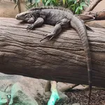 Common Spiny-tailed Iguana