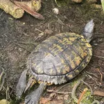 Central American Wood Turtle