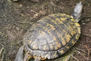 Central American Wood Turtle