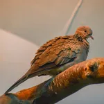 Eastern Spotted Dove