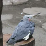 Great Slaty Woodpecker