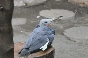 Poederspecht