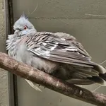 Crested Pigeon