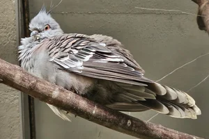 Australische Kuifduif