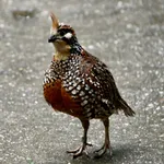 Crested Bobwhite