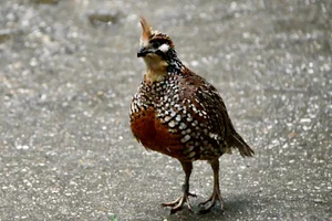 Kuifbobwhite