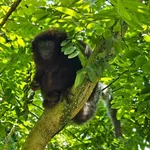 Coppery Titi Monkey