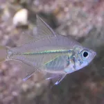 Long-spined Glassfish