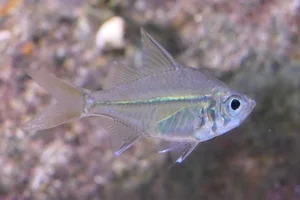 Long-spined Glassfish