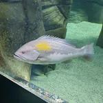Goldblotch grouper