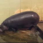Pygmy Hippopotamus