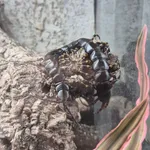 Scolopendra gigantea Linnaeus, 1758