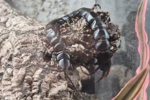 Scolopendra gigantea