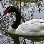 Black-necked Swan
