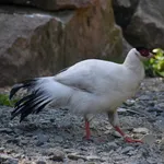 White Eared-pheasant