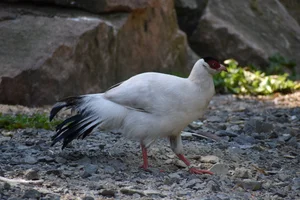 Witte Oorfazant