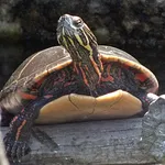 Eastern Painted Turtle
