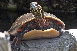 Oostelijke sierschildpad