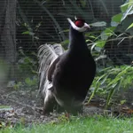 Brown Eared Pheasant
