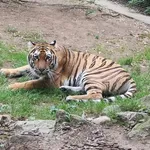 Amur tiger