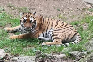 Siberische tijger