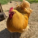 Domestic Chicken