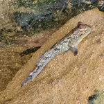 Atlantic Mudskipper