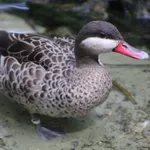 Red-billed Teal