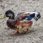 Mallard