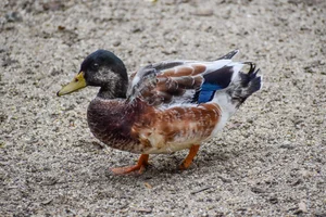 Gedomesticeerde Wilde Eend