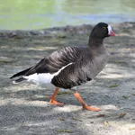 Lesser White-fronted Goose