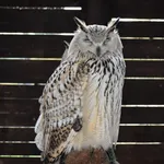 Eurasian Eagle-Owl