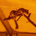 Kellen's Dormouse