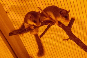 Kellen's Dormouse