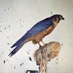 Merlin