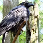 Carrion Crow