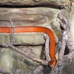 African Cobra